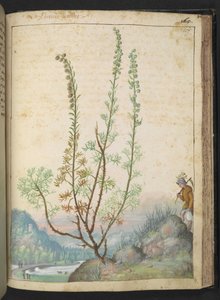 Artemisia abrotanum (güney ağacı), Gherardo Cibo