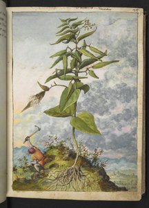 Asklepias, Gherardo Cibo
