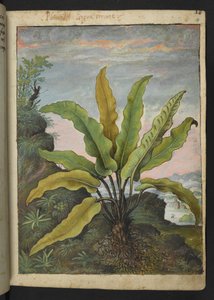 Asplenium scolopendrium, Gherardo Cibo