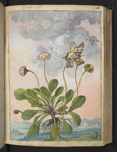 Bellis perennis, Gherardo Cibo