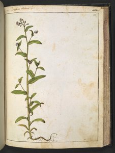 Buglossa, Anchusa azurea (Loddon Royalist), Gherardo Cibo