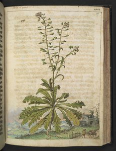Capsella bursa-pastoris, Gherardo Cibo