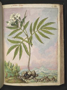 Cardamine heptaphylla, Gherardo Cibo