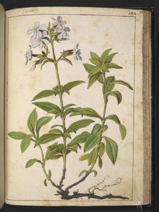 Caryophyllaceae (Soapwort): Gherardo Cibo