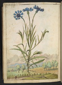 Centaurea cyanus: Gherardo Cibo