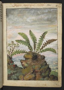 Ceterach officinarum, Gherardo Cibo
