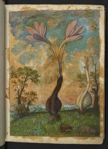 Colchicum Autumnale, Gherardo Cibo