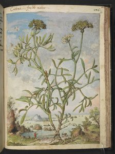 Crithmum maritimum, muhtemelen Crithmum, Gherardo Cibo tarafından yazılan "Roma Devletlerinin Flora Resimleri"nden, MS 22333, f168r, c.1564-84 ekleyin (kağıt üzerine suluboya ve guaj) by Gherardo Cibo
