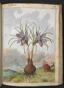 Crocus sativus (Safran), Gherardo Cibo