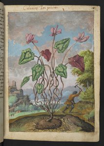 Cyclamen hederifolium, Gherardo Cibo