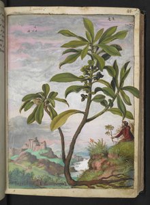 Daphne laureola, Gherardo Cibo