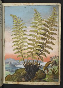 Dryopteris filix mas: Bir eğreltiotu, Gherardo Cibo