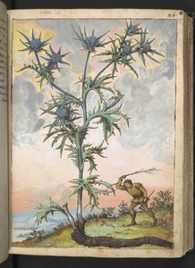 Eryngium maritimum, Gherardo Cibo