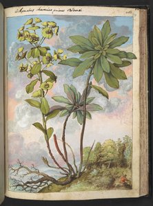 Euphorbia amygdaloides veya Euphorbia characias, Gherardo Cibo tarafından yazılan "Roma Devletlerinin Flora Tabloları"ndan, MS 22333, f154r, c.1564-84 ekleyin (kağıt üzerine suluboya ve guaj) by Gherardo Cibo
