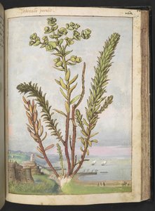 Euphorbia paralias, Gherardo Cibo