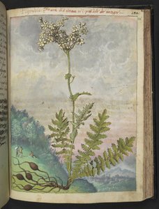 Filipendula vulgari, Gherardo Cibo