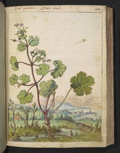 Sardunya rotundifolium: Pembe çiçekli bir bitki. , Gherardo Cibo tarafından yazılan "Roma Devletlerinin Flora Tabloları"ndan, MS 22333, f098r, c.1564-84 ekleyin (kağıt üzerine suluboya ve guaj) by Gherardo Cibo