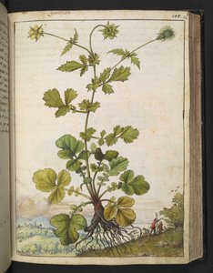 Geum urbanum, Gherardo Cibo