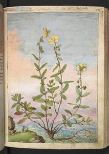 Helianthemum nummularium, Gherardo Cibo