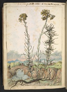 Helichrysum italicum: Gherardo Cibo tarafından yazılan "Roma Devletlerinin Flora Tabloları"ndan sarı tomurcuklu bir bitki, MS 22333, f176v, c.1564-84 ekleyin (kağıt üzerine suluboya ve guaj)