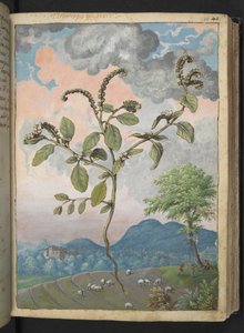 Heliotropium europeanum, Gherardo Cibo