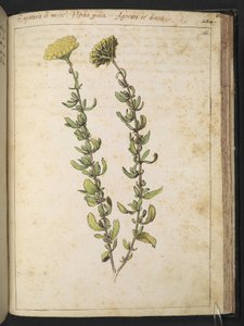 Kenevir agrimony (Eupatorium cinsinden), muhtemelen Böbrek Fiğ, "Paintings of Flora of the Roman States", Gherardo Cibo tarafından, MS 22333, f166r, c.1564-84 ekleyin (kağıt üzerine suluboya ve guaj)