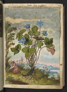 Hepatica nobilis: Gherardo Cibo, MS 22333, f032r, c.1564-84 (kağıt üzerine suluboya ve guaj) tarafından "Roma Devletlerinin Flora Tabloları" adlı eserden mavi yaprakları olan bir bitki ve kazma veya kesmeler konuşan bir kişi