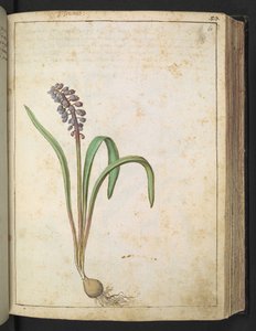 Hyacinthus, Gherardo Cibo