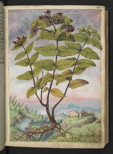 Hypericum hircinum, Gherardo Cibo