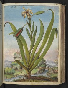 Iris Foetidissima: Gherardo Cibo tarafından yazılan "Roma Devletlerinin Flora Tabloları"ndan tohum kabuklu çiçekli bitki, MS 22333, f073r, c.1564-84 (kağıt üzerine suluboya ve guaj)