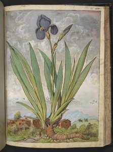 Iris germanica, Gherardo Cibo