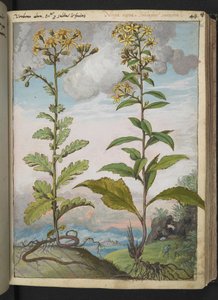 Jacobaeae vulgaris et Senecio ovatu, Gherardo Cibo tarafından yazılan "Roma Devletlerinin Flora Tabloları"ndan, MS 22333, f046r, c.1564-84 ekleyin (kağıt üzerine suluboya ve guaj) by Gherardo Cibo
