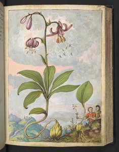 Lilium martagon, Gherardo Cibo