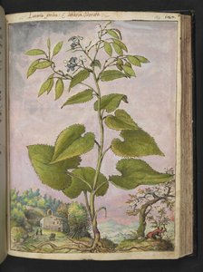 Lunaria redivivia, Gherardo Cibo