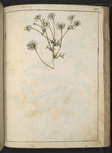 Matricaria chamomilla (Papatya), Gherardo Cibo