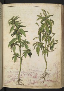 Mercurialis annua, Gherardo Cibo
