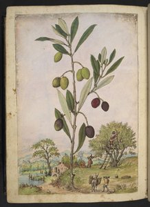Olea europaea (Zeytin ağacı), Gherardo Cibo