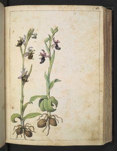 Orchis: Gherardo Cibo
