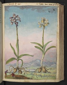 Orchis pallens: Gherardo Cibo