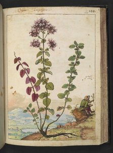 Origanum vulgare, Gherardo Cibo
