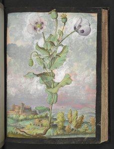 Papaver somniferum: Gherardo Cibo
