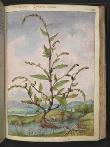 Persicaria hidropiper, Gherardo Cibo