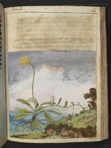 Pilosella officinarum, Gherardo Cibo