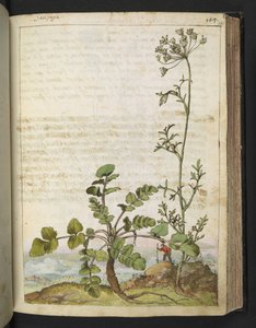 Pimpinella saxifraga, Gherardo Cibo