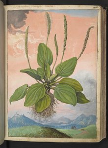 Plantago major, Gherardo Cibo