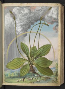 Plantago media, Gherardo Cibo