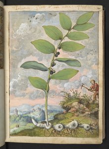 Polygonatum odoratum: Bir bitki. Gherardo Cibo
