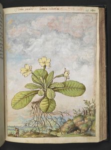 Primula vulgaris, Gherardo Cibo