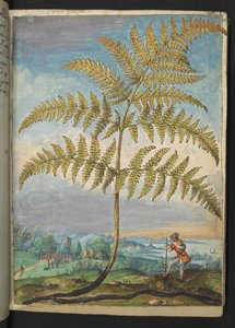 Pteridium aquilinum: Bir eğreltiotu, Gherardo Cibo