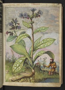 Pulmonaria officinalis, Gherardo Cibo